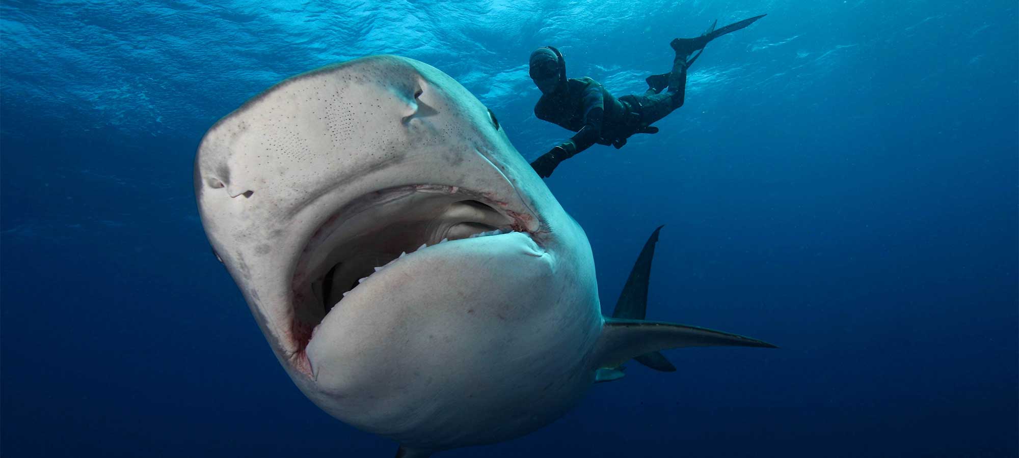 BARRY SKINSTAD Underwater Videographer/Cinephotographer 5