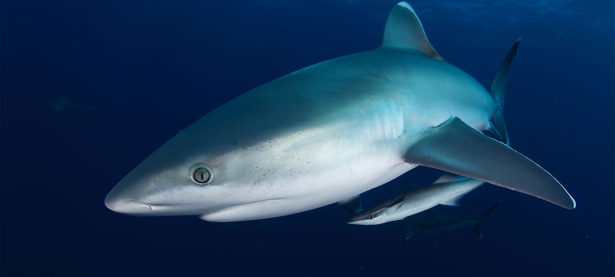 BARRY SKINSTAD Underwater Videographer/Cinephotographer 1