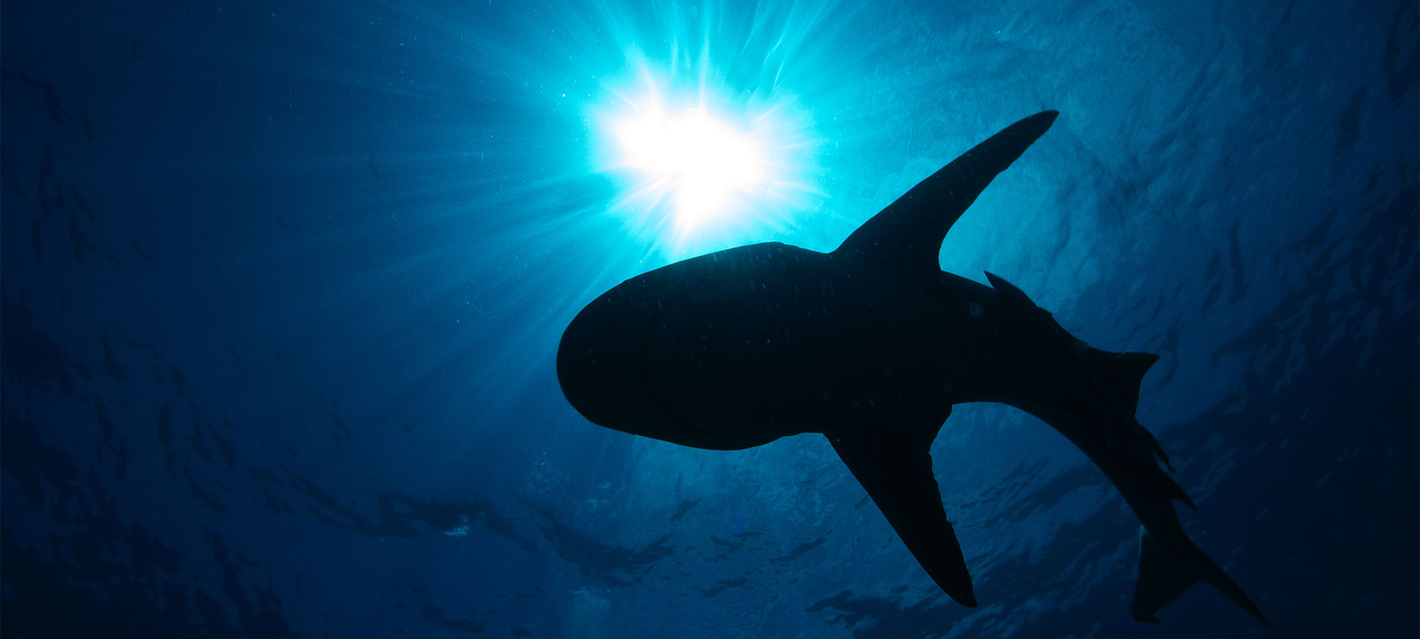 BARRY SKINSTAD Underwater Videographer/Cinephotographer 3