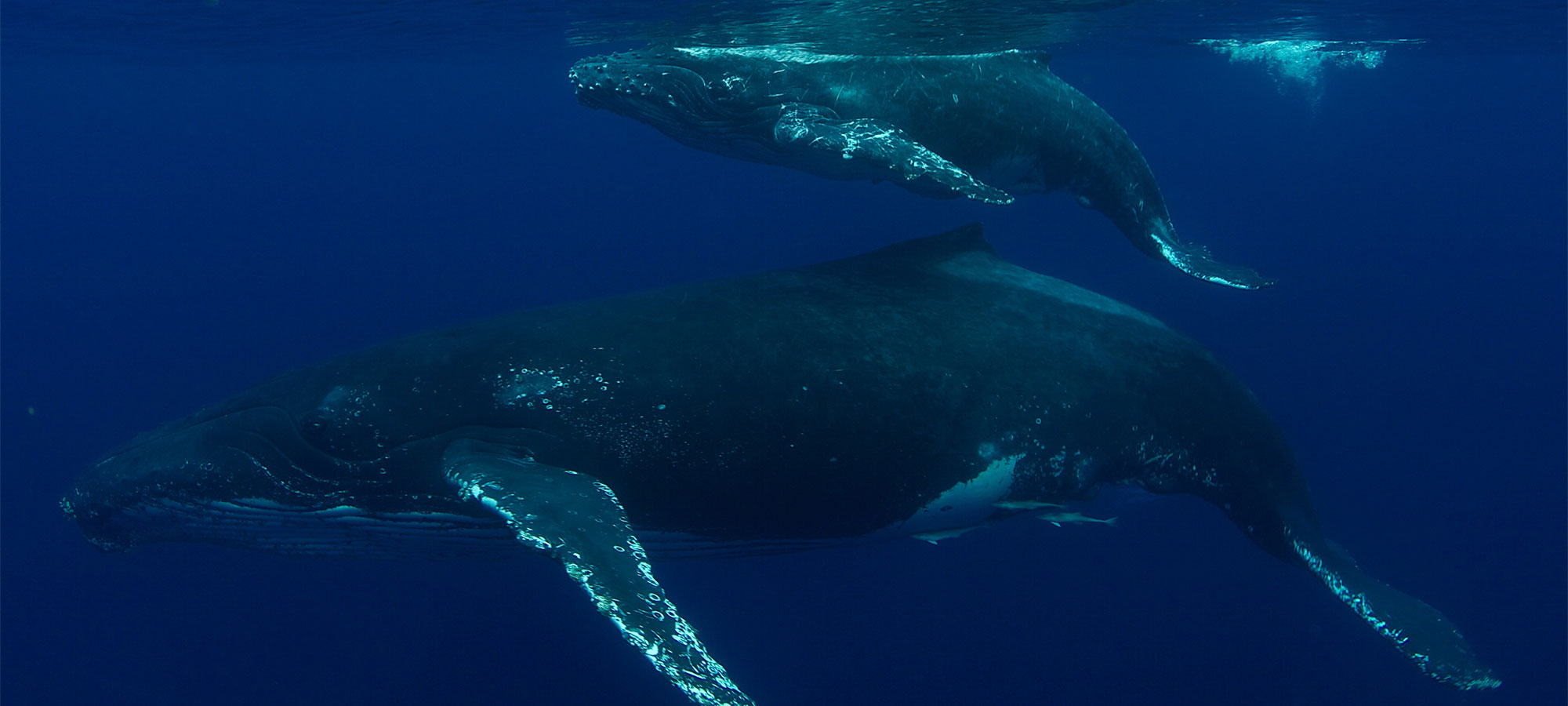 BARRY SKINSTAD Underwater Videographer/Cinephotographer 4