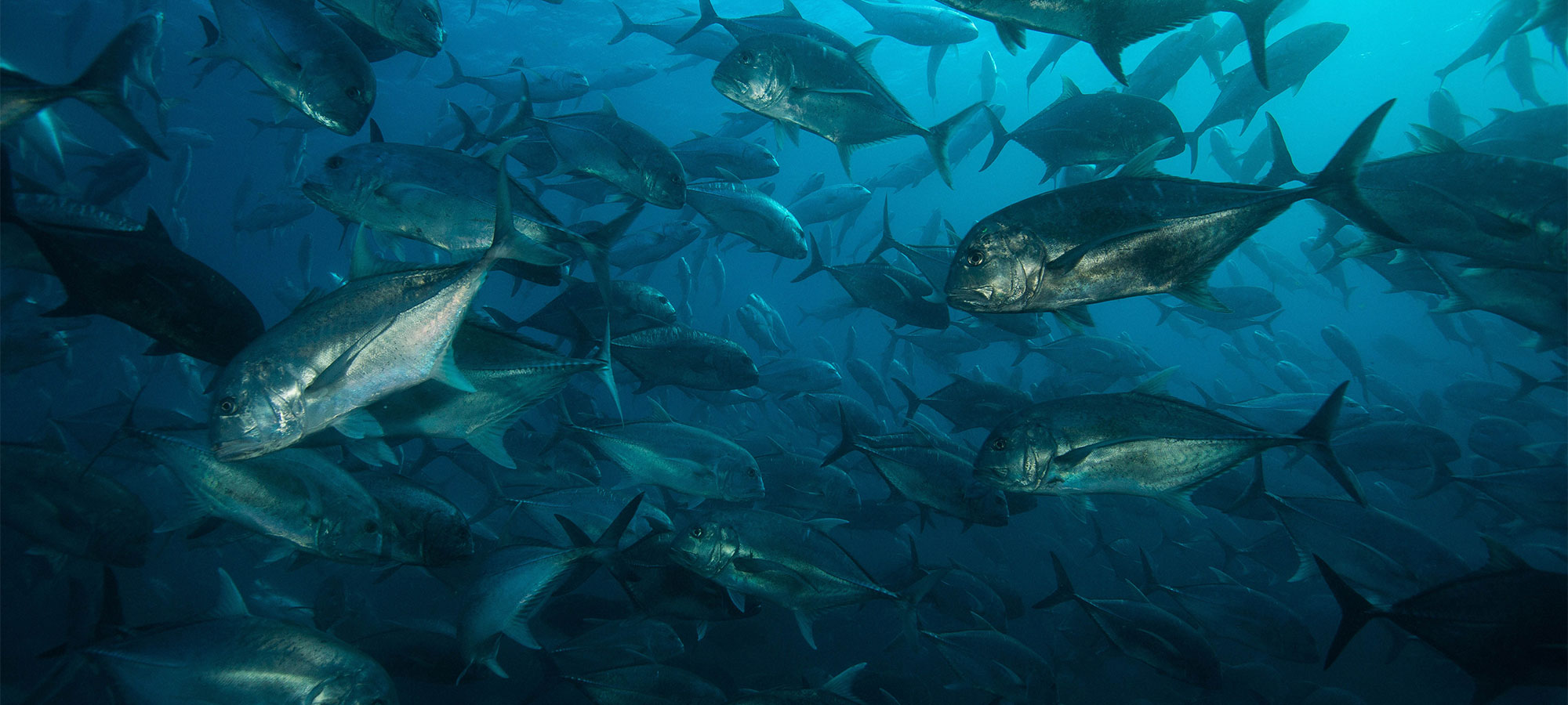 BARRY SKINSTAD Underwater Videographer/Cinephotographer 2